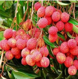 LICHI (1KG)