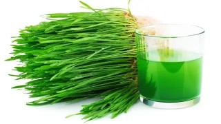 CHAIPS ( WHEATGRASS)- 300G