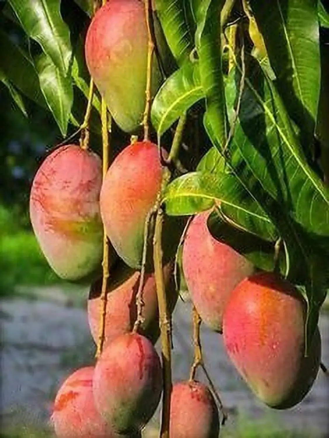 MANGO GULAB KHAS