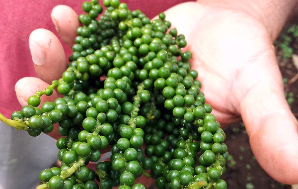 GREEN PEPPERCORNS PKT