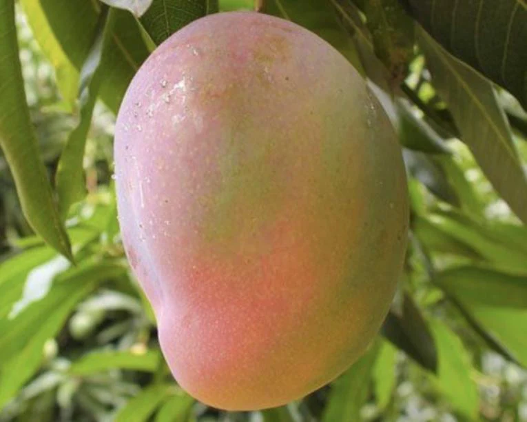 MANGO SINDURI PCS (700 TO 800 GM)