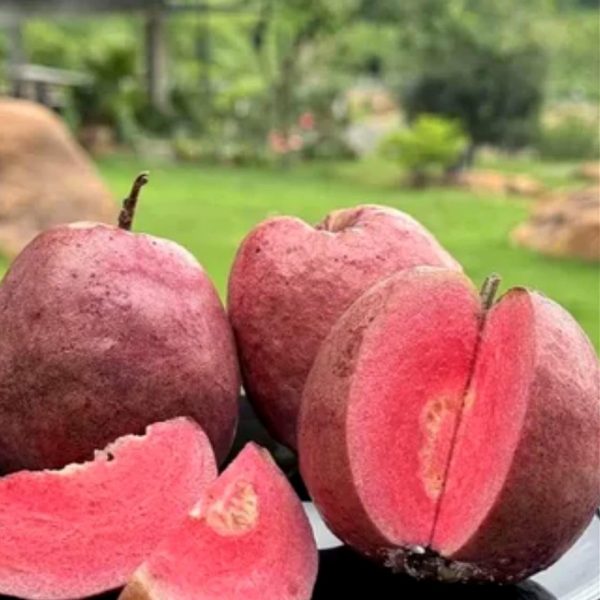 BLACK DIAMOND GUAVA